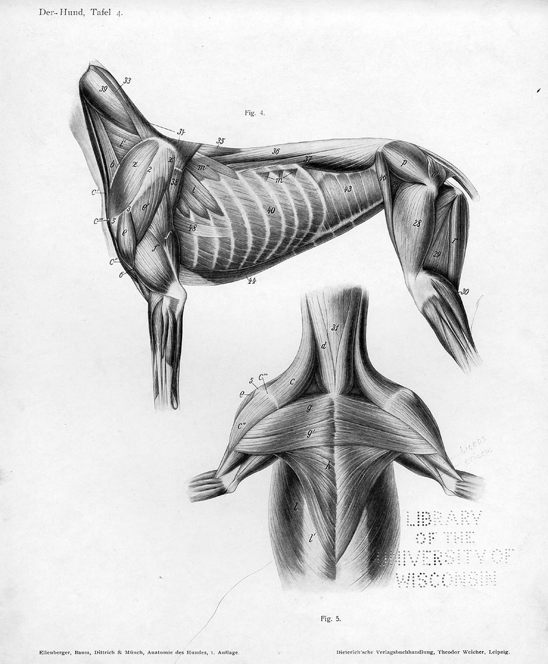 Illustration for article titled Lose Yourself In The Gorgeous Anatomical Drawings of Hermann Dittrich